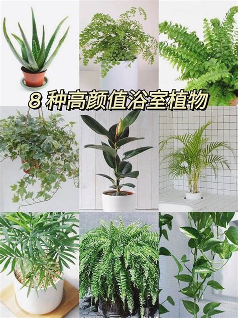 耐蔭植物|最耐陰的植物推薦？